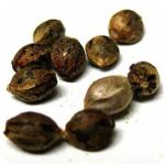 Семена марихуаны АК-47  (Seeds AK-47) в Ростове